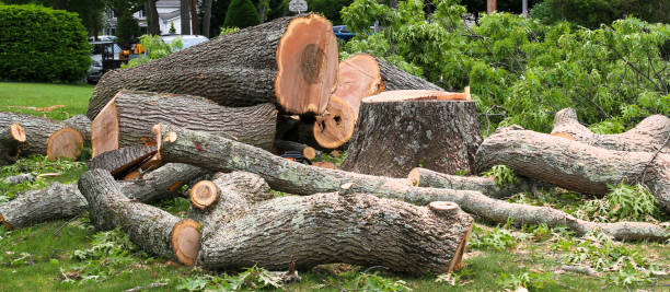 Professional Tree Care in Highland, IN
