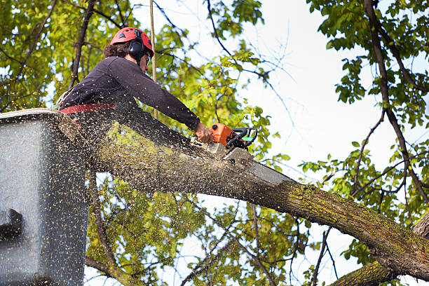 How Our Tree Care Process Works  in  Highland, IN